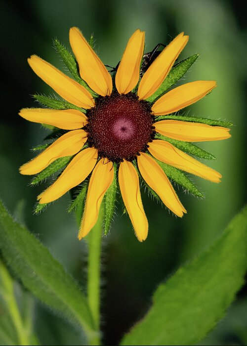 Johnson County Greeting Card featuring the photograph Black Eyed Susan by Jeff Phillippi
