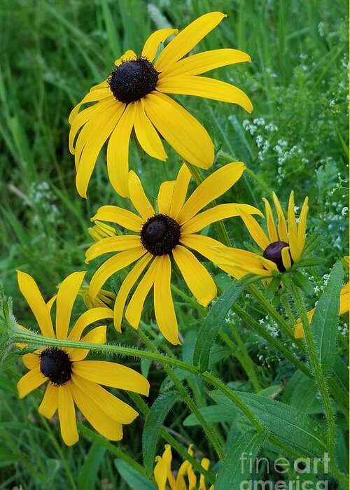 Sea Greeting Card featuring the photograph Black Eyed Susans 1 by Michael Graham
