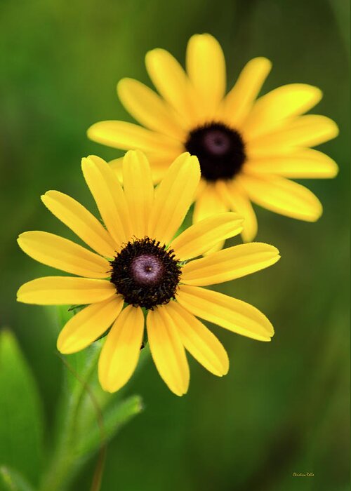 Black Eyed Susan Greeting Card featuring the photograph Black Eyed Susans by Christina Rollo