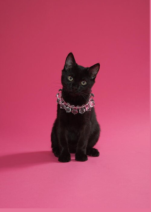 Pets Greeting Card featuring the photograph Black Kitten Wearing Jewelled Necklace by Peety Cooper