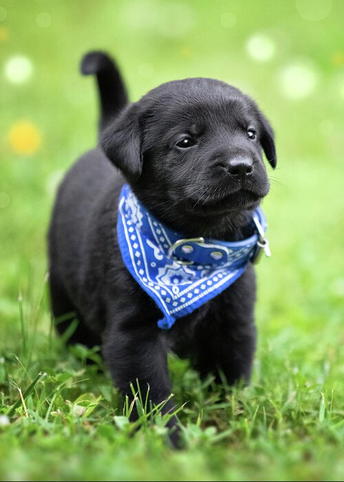 Black Lab Pup 1 Greeting Card by Jonathan Ross