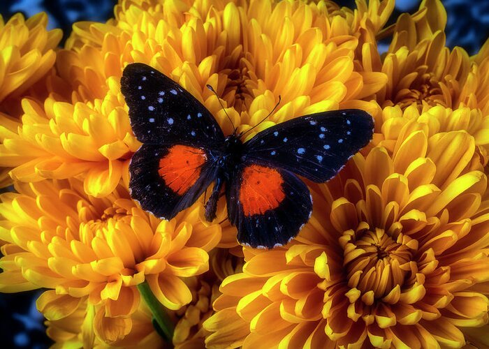 Mum Greeting Card featuring the photograph Black Orange Butterfly On Yellow Mums by Garry Gay