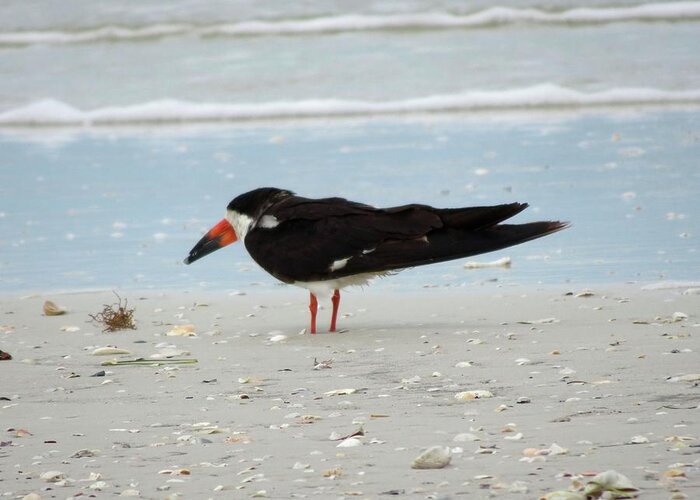 Birds Greeting Card featuring the photograph Black Skimmer by Karen Stansberry