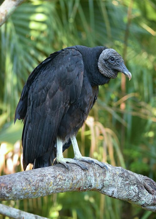 Black Vulture Bz17 1 Greeting Card featuring the photograph Black Vulture Bz17 1 by Robert Michaud