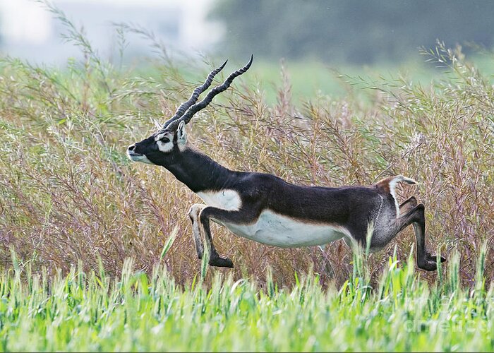 India Greeting Card featuring the photograph Blackbuck by Dr P. Marazzi/science Photo Library