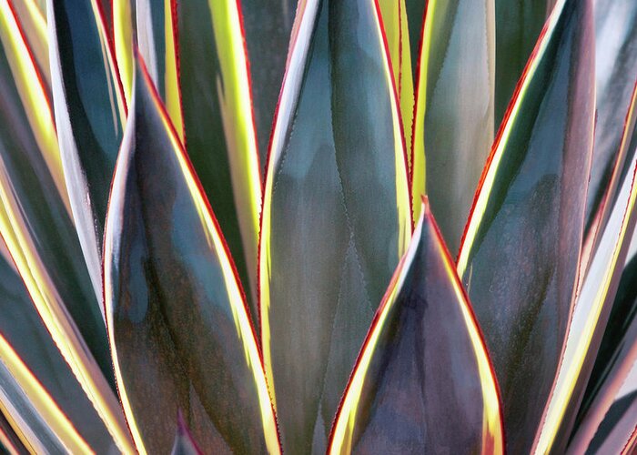 Agave Greeting Card featuring the photograph Blades of Light by Leda Robertson