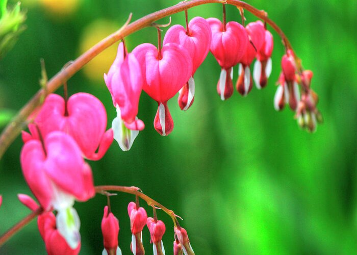Flowers Greeting Card featuring the photograph Bleeding Hearts 2 by Robert Goldwitz