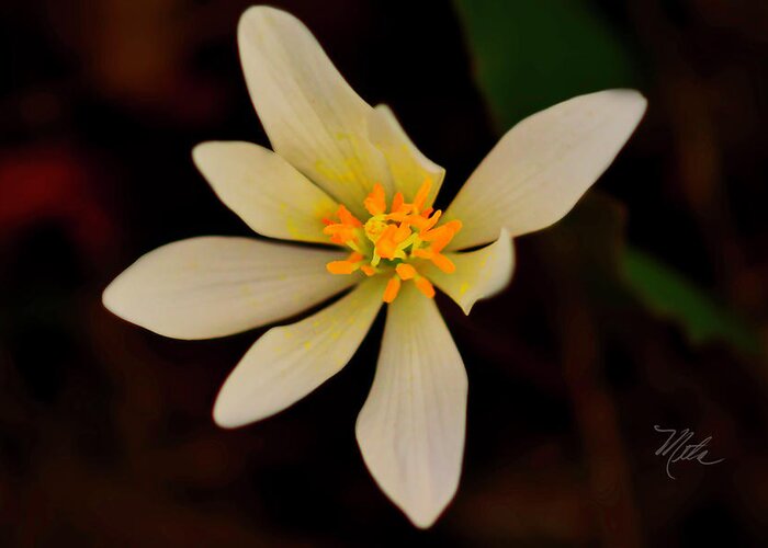 Macro Photography Greeting Card featuring the photograph Bloodroot by Meta Gatschenberger
