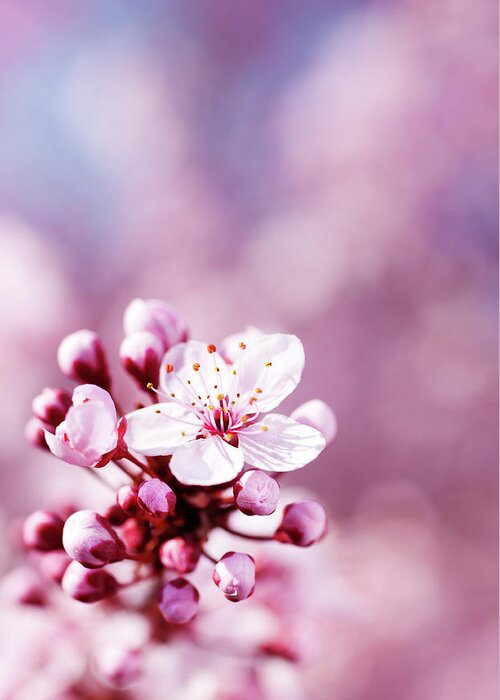 Scenics Greeting Card featuring the photograph Blossom by Cactusoup
