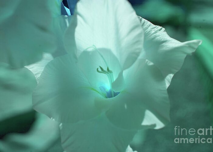 Blue Greeting Card featuring the photograph Blue Amaryllis by Rich Collins