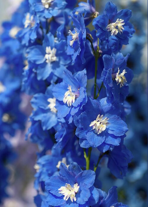 Jenny Rainbow Greeting Card featuring the photograph Blue Colored Delphinium Cobalt Dreams by Jenny Rainbow