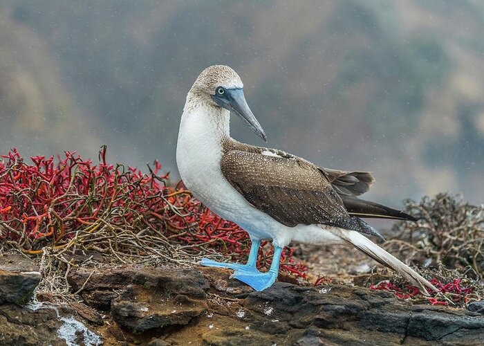 Animals Greeting Card featuring the photograph Blue-footed Booby On San Cristobal Island by Tui De Roy