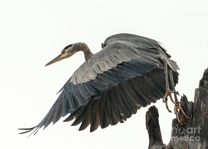 Blue Heron Greeting Card featuring the photograph Blue heron in Flight by Shannon Carson
