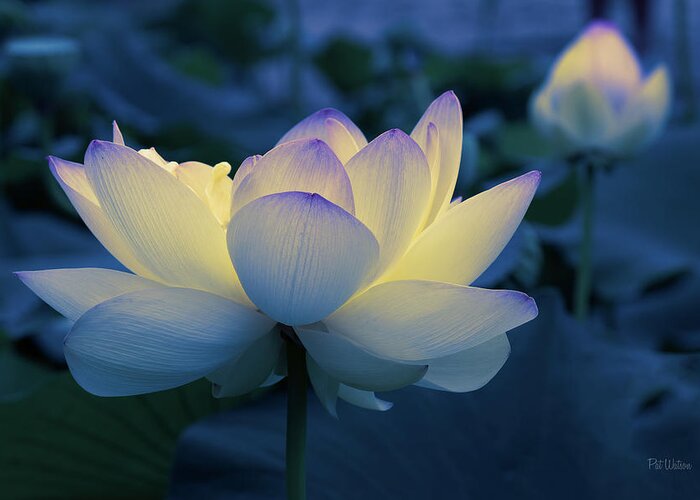 Flower Greeting Card featuring the photograph Blue Hour by Pat Watson