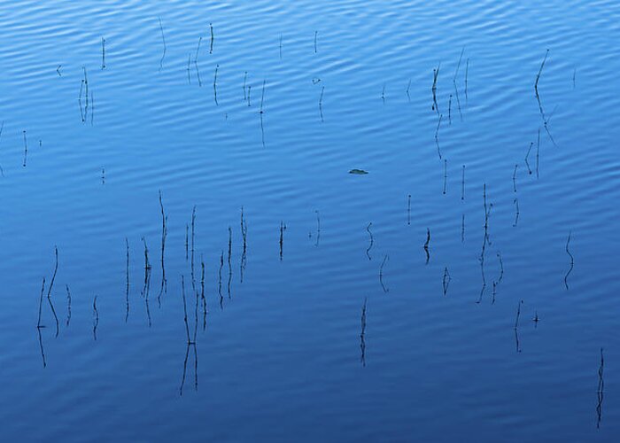 Reed Greeting Card featuring the photograph Blue Hour Reeds on a Pond by William Dickman
