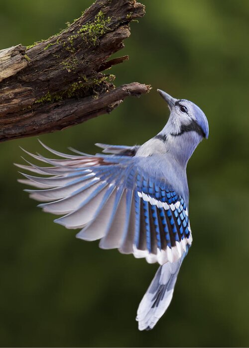 Jay Greeting Card featuring the photograph Blue Jay In Flight by Mircea Costina