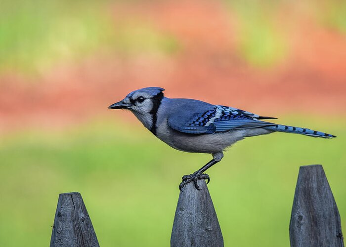 Blue Jay Greeting Card featuring the photograph Blue Jay by Michelle Wittensoldner