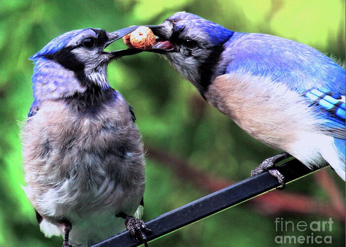 Wildlife Greeting Card featuring the photograph Blue Jays Wooing 2 by Patricia Youngquist