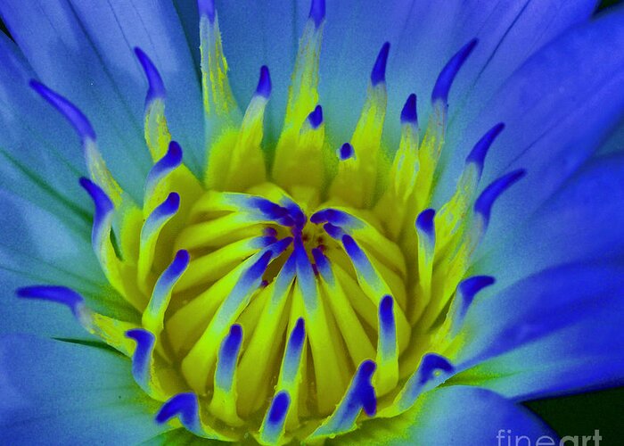 Floral Greeting Card featuring the photograph Blue Water Lily by L Bosco