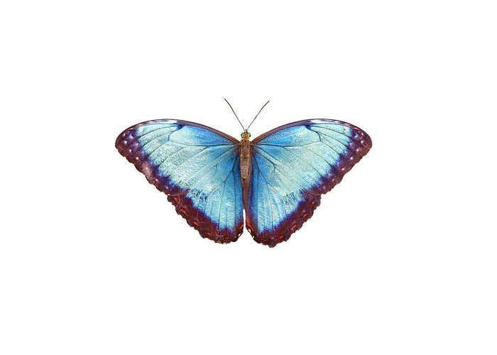 Fort Worth Greeting Card featuring the photograph Blue Morpho Butterfly by Dean Fikar