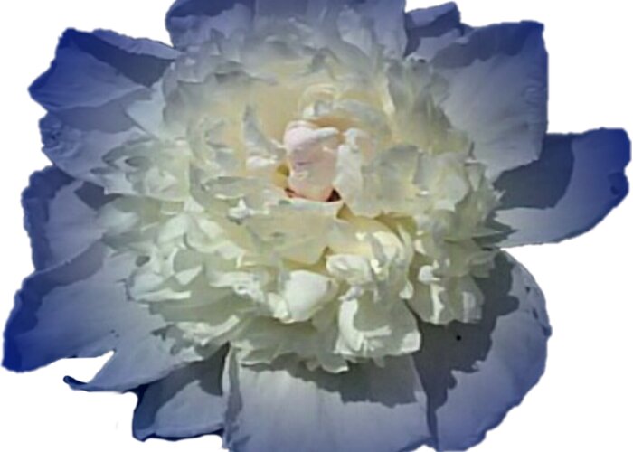 Blue Greeting Card featuring the photograph Blue Peony Flower Designed for Shirts by Delynn Addams