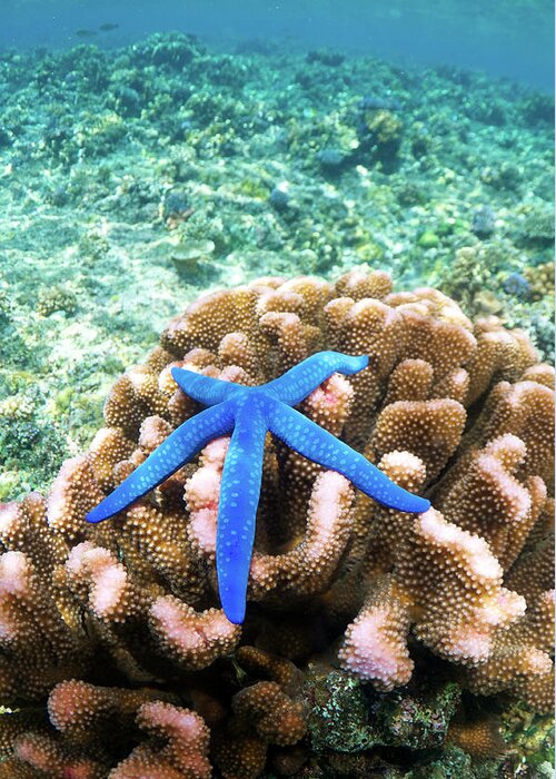 Underwater Greeting Card featuring the photograph Blue Starfish On Coral by Apsimo1