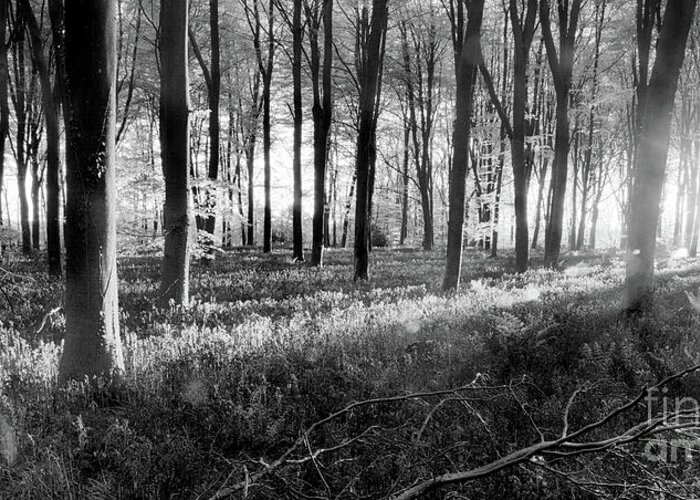 Bluebells Greeting Card featuring the photograph Bluebell woods sunrise in spring black and white by Simon Bratt