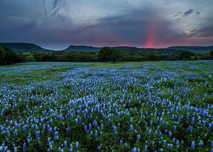  Greeting Card featuring the photograph Bluebonnets At Saddle Mountain by Johnny Boyd