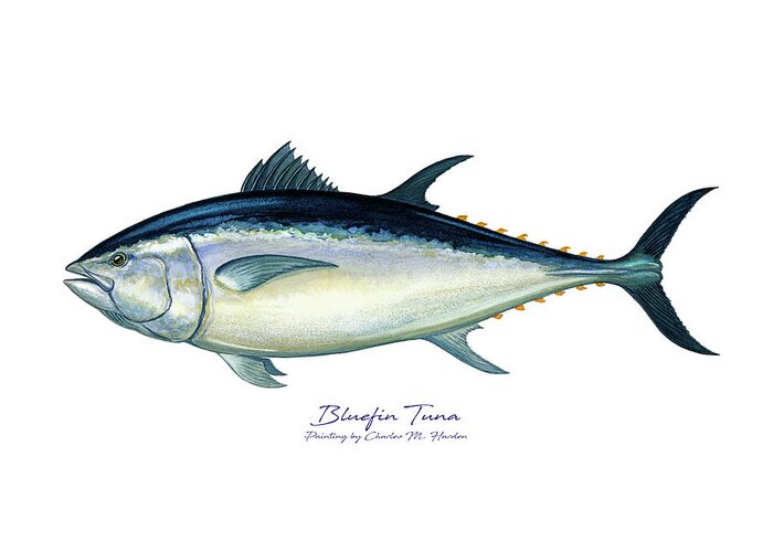 Charles Greeting Card featuring the painting Bluefin Tuna by Charles Harden