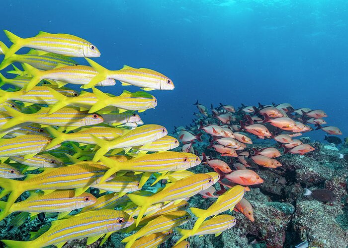 Animal Greeting Card featuring the photograph Bluestripe Snapper School by Tui De Roy