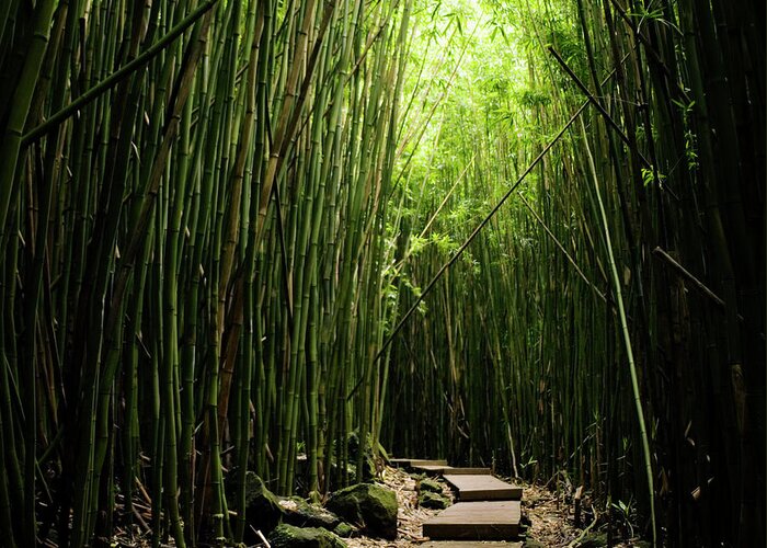 Tranquility Greeting Card featuring the photograph Boardwalk In Bamboo Forest by Danielle D. Hughson