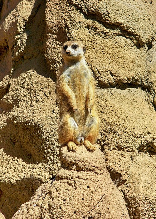 Meerkat Greeting Card featuring the photograph Bob by Chris Smith