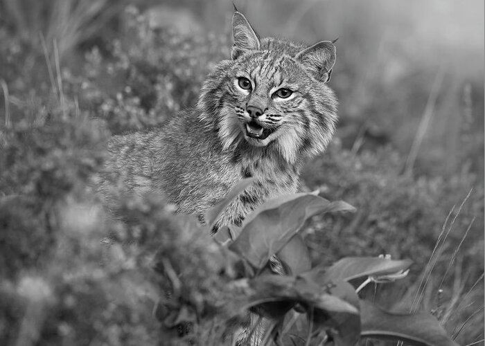Disk1215 Greeting Card featuring the photograph Bobcat In Undergrowth by Tim Fitzharris