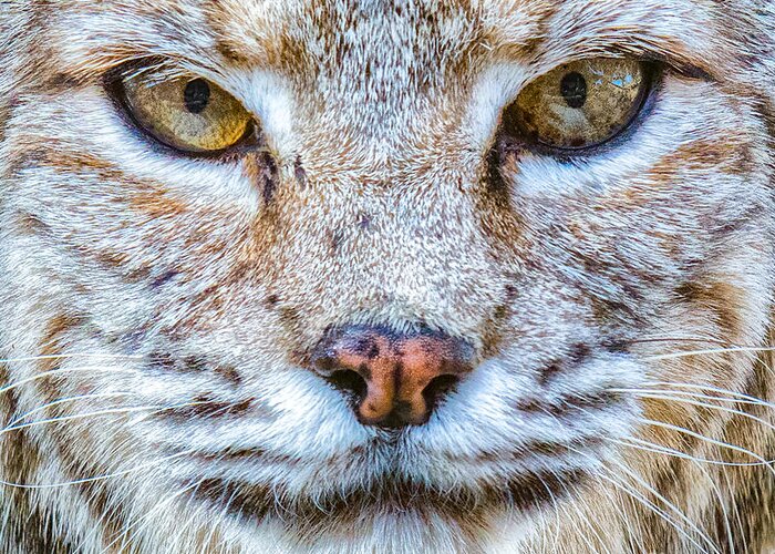 Bobcat Greeting Card featuring the photograph Bobcat Portrait by Lisa Manifold