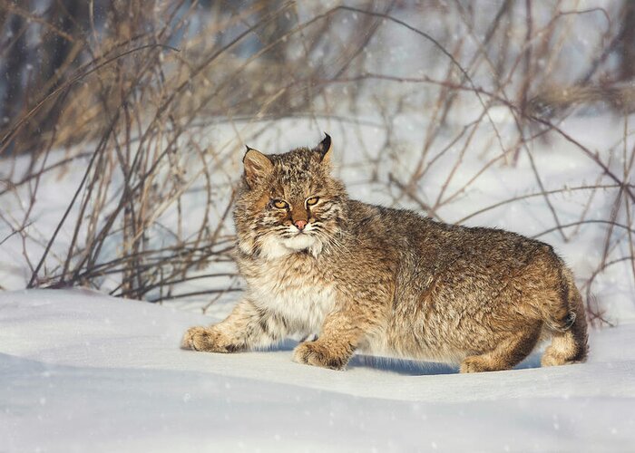 Atlantic Canada Greeting Card featuring the photograph Bobcat by Tracy Munson