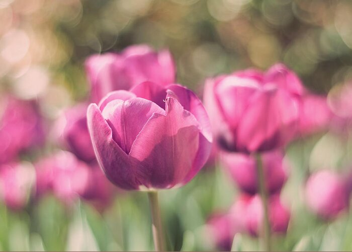 Petal Greeting Card featuring the photograph Bokeh Of Pink Tulips In Botanic Garden by Miguel Sanz