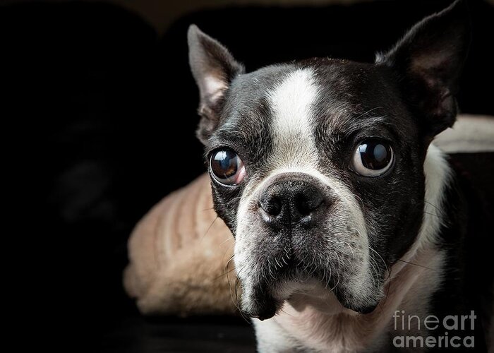 Pets Greeting Card featuring the photograph Boston Terrier Portrait, Pasadena by Scott Wu