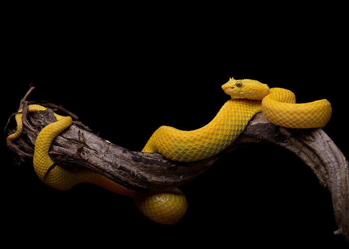 Viper Greeting Card featuring the photograph Bothriechis Schlegelii - Eyelash Viper by Thor Hakonsen