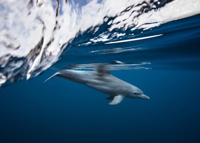 Dolphin Greeting Card featuring the photograph Bottlenose Dolphin / Turciops Aduncus by Barathieu Gabriel