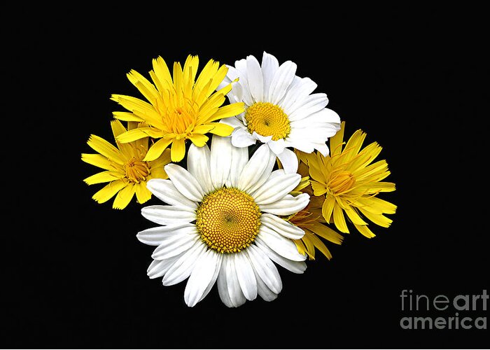 Close Up Greeting Card featuring the photograph bouquet Ox-eye Daisy and Seaside Dandelion by Robert C Paulson Jr