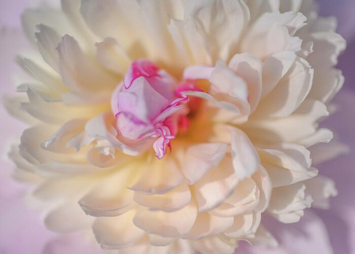 Jenny Rainbow Fine Art Photography Greeting Card featuring the photograph Bowl of Beauty. Peony Flower by Jenny Rainbow