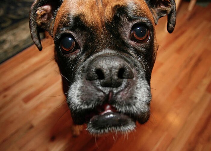 Boxer Greeting Card featuring the photograph Boxer Head Shot by Rich Collins