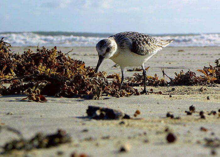 Plover Greeting Card featuring the photograph Breakfast For One On Daytona Beach by Christopher Mercer