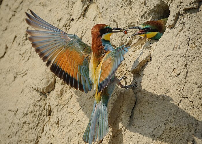 Bee-eater Greeting Card featuring the photograph Breakfast by Marcel peta