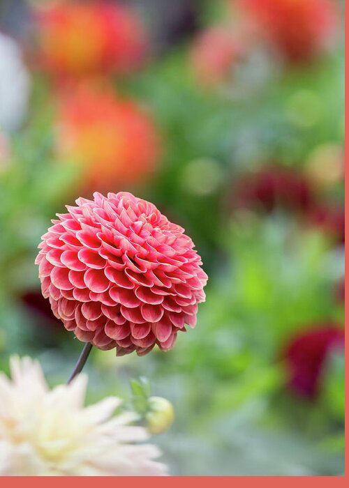 Cheerful Greeting Card featuring the photograph Bright and cheery pompom dahlia by Anita Nicholson