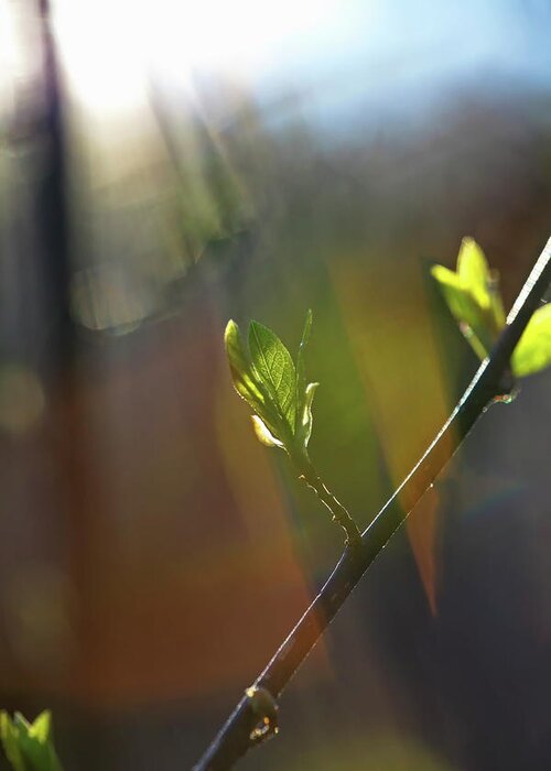 Against The Light Greeting Card featuring the photograph Bright spring sunshine is illuminating budding leaves 2 by Ulrich Kunst And Bettina Scheidulin
