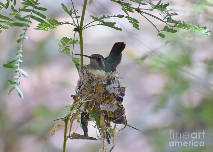 Broad-billed Hummingbirds Greeting Card featuring the photograph Broad-billed Bravery by Janet Marie