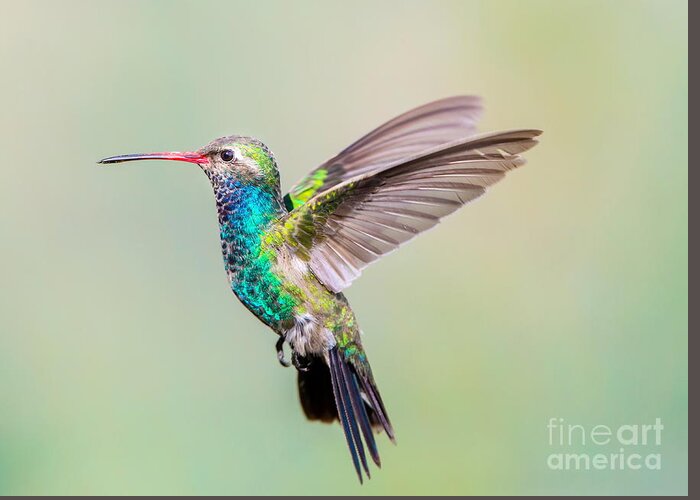 Small Greeting Card featuring the photograph Broad Billed Hummingbird Using by Glass And Nature