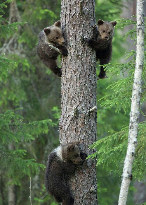 Brown Bear Greeting Card featuring the photograph Brown Bear Cubs Climbing Tree, Taiga by David Fettes