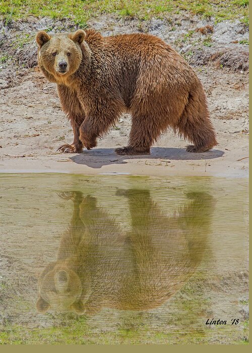 Brown Bear Greeting Card featuring the photograph Brown Bear Reflection by Larry Linton